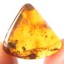 Rare Full Of Mites In Dominican Amber