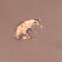 Rare Full Of Mites In Dominican Amber.