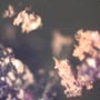 Rare Full Of Mites In Dominican Amber.