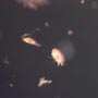Rare Full Of Mites In Dominican Amber.