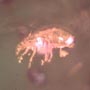 Rare Full Of Mites In Dominican Amber.