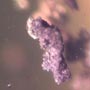 Rare Full Of Mites In Dominican Amber.