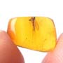 Rare Fungus Gnat With Gall Midge Riding On Its Wing In Dominican Amber.