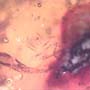 Rare Fungus Gnat With Twenty Eggs, Spider And Four Elongate Springtail In Dominican Amber.