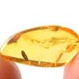 Rare Gall Gnat Coming Out Fiberous Seed In Dominican Amber