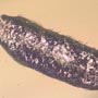 Rare Gall Gnat Coming Out Fiberous Seed In Dominican Amber.