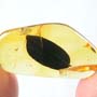 Rare Gall Midge And Large Leaf In Dominican Amber
