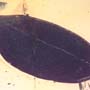Rare Gall Midge And Large Leaf In Dominican Amber