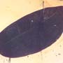 Rare Gall Midge And Large Leaf In Dominican Amber
