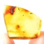 Rare Gall Midge And Beetle Fighting And Moth Fly In Dominican Amber.