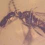 Rare Gall Midge And Beetle Fighting And Moth Fly In Dominican Amber.