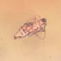 Rare Gall Midge And Beetle Fighting And Moth Fly In Dominican Amber.