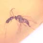 Rare Gall Midge And Beeetle Fighting And Moth Fly In Dominican Amber