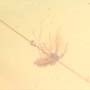 Rare Gall Midge Clinging On A Leg Of A Bug In Dominican Amber