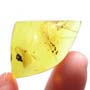 Rare Gall Midge With Two Mites On Its Leg In Dominican Amber