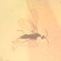 Rare Gall Midge With Two Mites On Its Leg In Dominican Amber