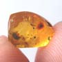 Rare Gall Midge With Six Eggs In Dominican Amber
