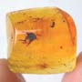 Rare Gall Midge With 8 Eggs In Dominican Amber