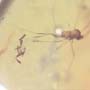 Rare Gall Midge With 8 Eggs In Dominican Amber