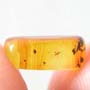 Rare Gall Midge With Egg In Dominican Amber