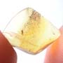 Rare Gall Midge With Egg In Dominican Amber
