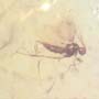 Rare Gall Midge With Egg In Dominican Amber
