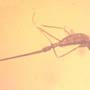 Rare Gall Midge With Genital Extended And Spider In Dominican Amber.