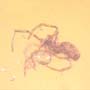 Rare Gall Midge With Genital Extended And Spider In Dominican Amber.