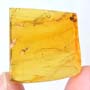 Rare Ghost Of Gnat Bug With Mite On Its Wing In Dominican Amber.