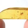 Rare Gnat Bug And Cricket In Dominican Amber
