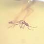 Rare Gnat Bug And Cricket In Dominican Amber