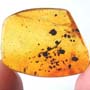 Rare Lots Of Mite, Fungus Gnat, 2 Pomace Flies, Scuttel Fly, Snipe Fly, Scelionid Wasp, 3 Gall Midges, Biting Midge And Botanical In Dominican Amber