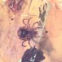 Rare Gnat Bug And Mite In Dominican Amber.