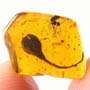 Rare Gnat Bug, Bud, Three Elongate Springtail And Worker Ant In Dominican Amber.
