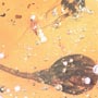 Rare Gnat Bug, Bud, Three Elongate Springtail And Worker Ant In Dominican Amber.