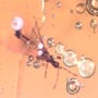Rare Gnat Bug, Bud, Three Elongate Springtail And Worker Ant In Dominican Amber.