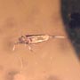 Rare Gnat Bug, Bud, Three Elongate Springtail And Worker Ant In Dominican Amber.