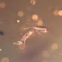 Rare Gnat Bug, Bud, Three Elongate Springtail And Worker Ant In Dominican Amber.
