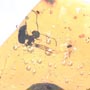 Rare Gnat Bug, Bud, Three Elongate Springtail And Worker Ant In Dominican Amber.