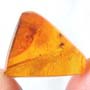 Rare Gnat Bug In Dominican Amber