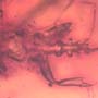 Rare Gnat Bug In Dominican Amber