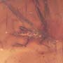 Rare Gnat Bug In Dominican Amber