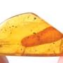 Rare Gnat Bug In Dominican Amber