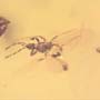 Rare Gnat Bug In Dominican Amber
