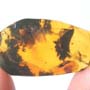Rare Gnat Bug In Dominican Amber