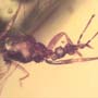 Rare Gnat Bug In Dominican Amber