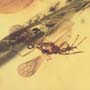 Rare Gnat Bug In Dominican Amber