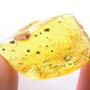 Rare Gnat Bug In Dominican Amber
