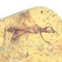 Rare Gnat Bug In Dominican Amber