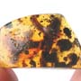 Rare Huge Breached Millipede In Dominican Amber.